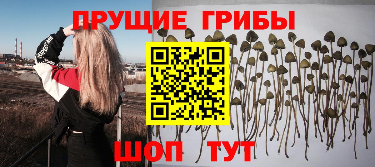 Псилоцибиновые грибы Cubensis Якутск
